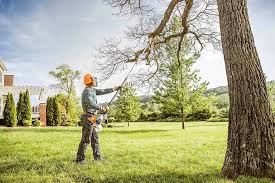 Best Hazardous Tree Removal  in Anderson, IN