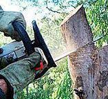 Best Tree Health Inspection  in Anderson, IN