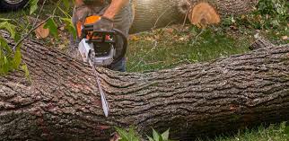 Anderson, IN Tree Removal Pros