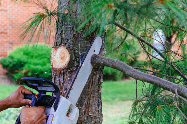 Best Firewood Processing and Delivery  in Anderson, IN